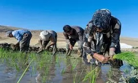 آمار فوت بر اثر تب شالیزار در مازندران تکذیب شد
