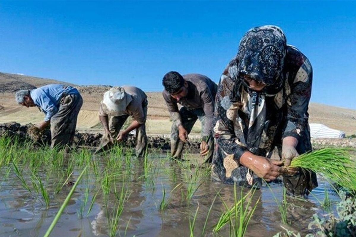 آمار فوت بر اثر تب شالیزار در مازندران تکذیب شد