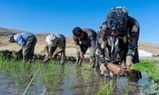 آمار فوت بر اثر تب شالیزار در مازندران تکذیب شد