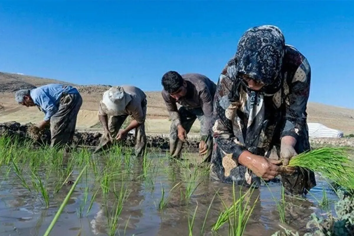 آمار فوت بر اثر تب شالیزار در مازندران تکذیب شد