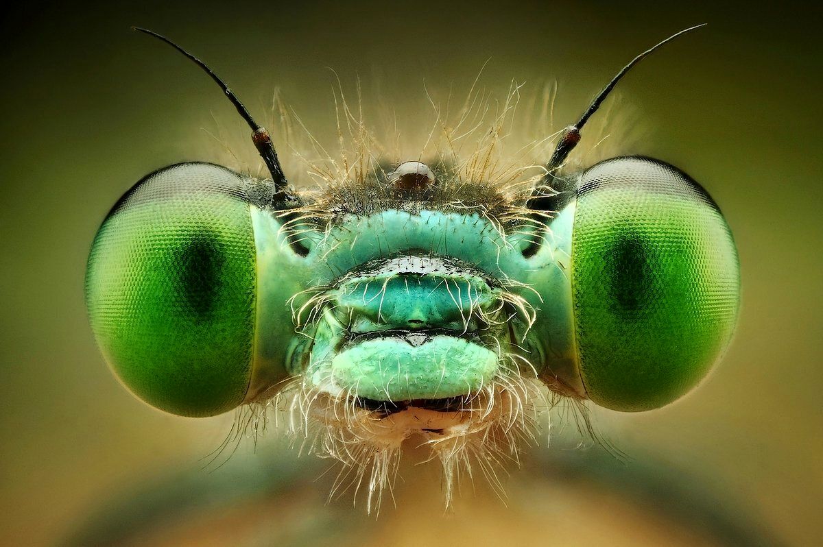  ثبت تصاویری شگفت‌انگیز از حشرات به کمک لنز ماکرو/ ویدئو