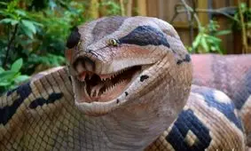 تصویر کم یاب از یک مار آناکوندا  که مار بلعیده شده را بالا آورد/ ویدئو