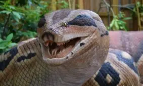 تصویر کم یاب از یک مار آناکوندا  که مار بلعیده شده را بالا آورد/ ویدئو