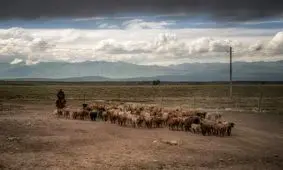 آگهی استخدام چوپان پربیننده ترین خبر روز چین شد