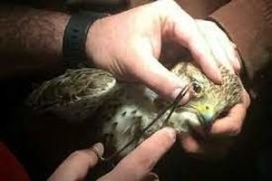 تداوم نگرانی‌ها از قاچاق پرندگان شکاری در ایران/ رواج روش‌های بسیار آزاردهنده برای جابه‌جایی پرندگان قاچاق