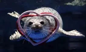 عکس های جالب و دیدنی / از فوک با حلقه‌های قلبی تا دریاچه کوچک قلبی شکل 