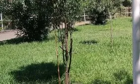 اتفاق ناگوار برای یک نوزاد در پارک سیمرغ رشت

