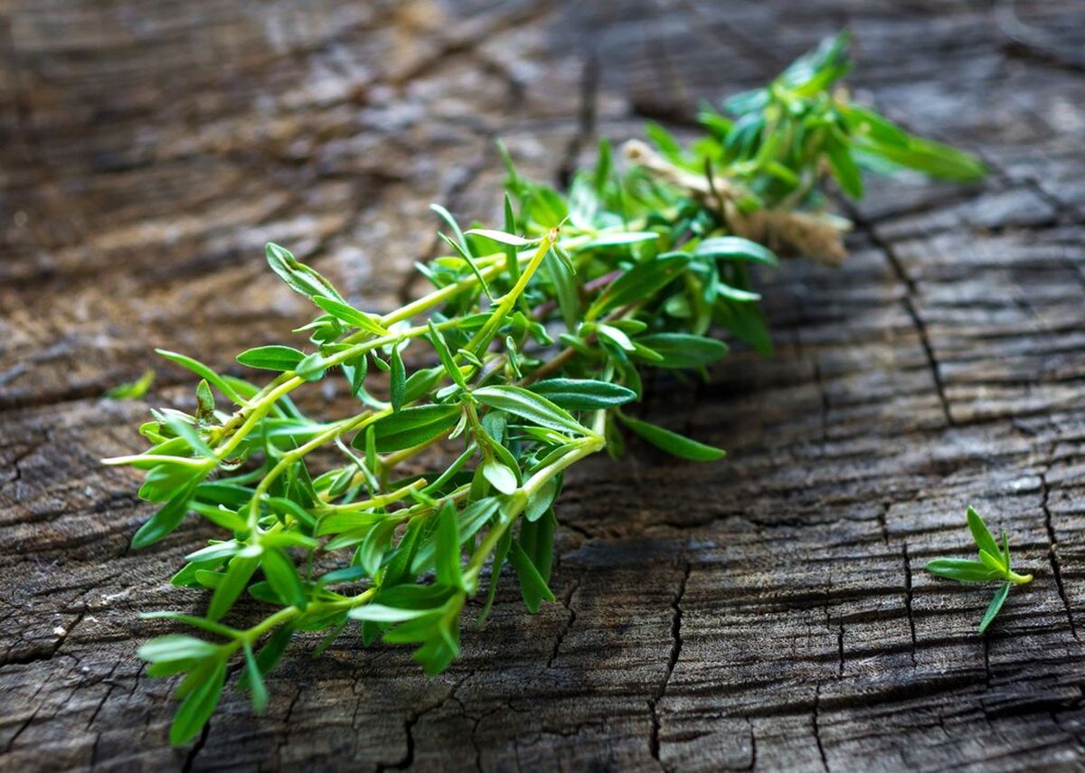 گیاه خوشعطری که قاتل نفخ و ضعف معده است