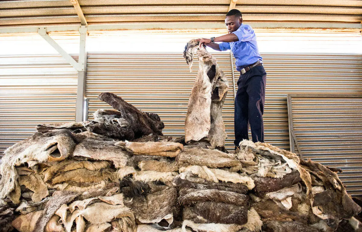 جزئیات یک تجارت وحشتناک اما پرسود
