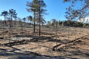 گزارش حشمت الله فلاحت پیشه از قطع درختان چیتگر/ ویدئو