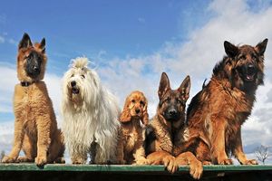 آیا بین نژاد سگ ها و رفتار آن ها ارتباطی وجود دارد؟