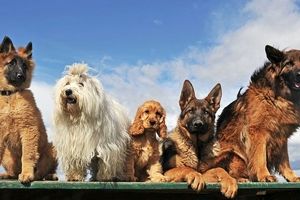 آیا بین نژاد سگ ها و رفتار آن ها ارتباطی وجود دارد؟