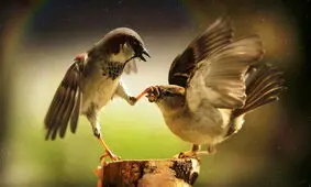 استرس بین پرندگان مسری است!

