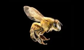 شگفت‌انگیزترین نیش‌های طبیعت