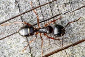 احتمالا جالب ترین عکسی که از مورچه دیده اید