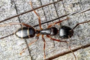 احتمالا جالب ترین عکسی که از مورچه دیده اید