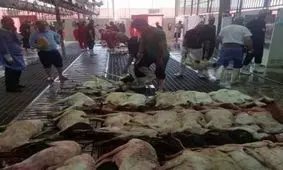 بیش از 87 هزار راس گوسفند خریداری شده ایران برای قربانی در حج، به کشورمان برمی گردد؟
