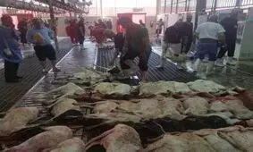 بیش از 87 هزار راس گوسفند خریداری شده ایران برای قربانی در حج، به کشورمان برمی گردد؟

