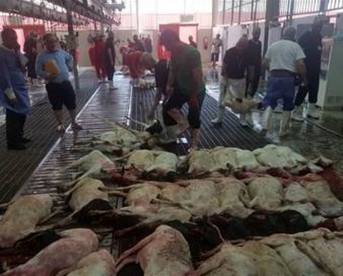 بیش از 87 هزار راس گوسفند خریداری شده ایران برای قربانی در حج، به کشورمان برمی گردد؟
