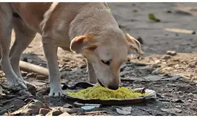 چرا نباید به سگ‌های ولگرد غذا بدهیم؟