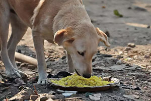چرا نباید به سگ‌های ولگرد غذا بدهیم؟
