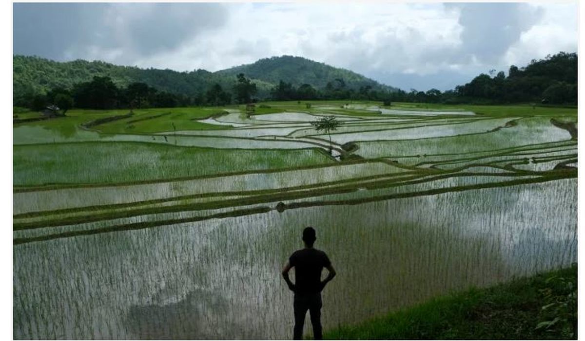 هند صادرات برنج را ممنوع کرد