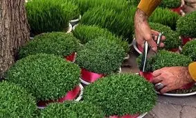 معرفی ۷ مدل سبزه برای نوروز و سفره هفت‌سین