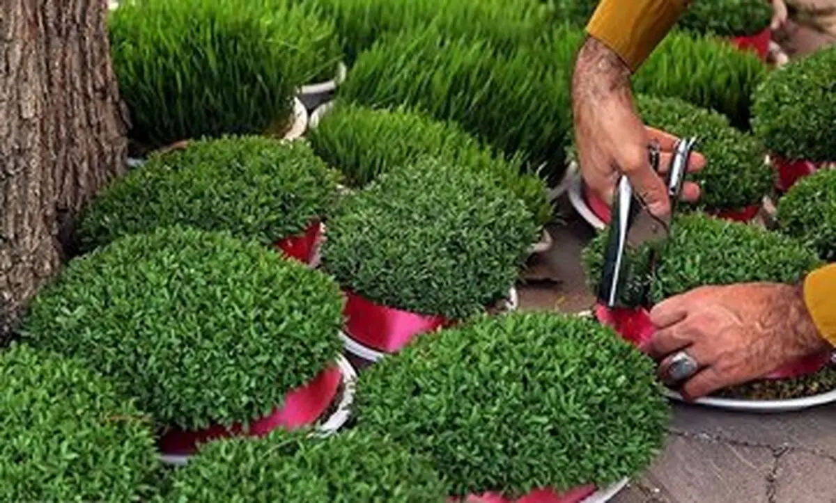 معرفی ۷ مدل سبزه برای نوروز و سفره هفت‌سین