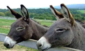 قیمت الاغ چند میلیون؟

