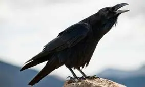 کلاغ عجیبی که ناگهان شروع به صحبت کرد!