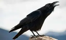 کلاغی که آرایشگر گراز شد