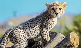 هزینه‌ های نگهداری از «پیروز» یوزپلنگ ایرانی قطع می‌شود؟