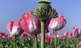 کشت غیرمجاز خشخاش از ۹ هزار به ۴۲ هزار هکتار رسید