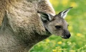 احساس امنیت کانگورو در کیسه/ ویدئو