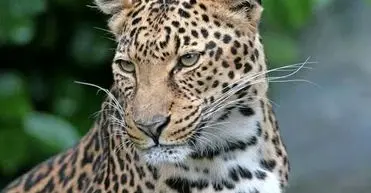 بازیگوشی دو پلنگ ایرانی در جنگل‌های سوادکوه/ ویدئو