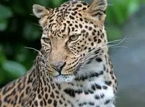 بازیگوشی دو پلنگ ایرانی در جنگل‌های سوادکوه/ ویدئو