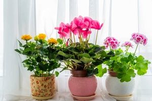 ۱۰ تا از زیباترین و مقاوم‌ترین گیاهان آپارتمانی گل‌دار