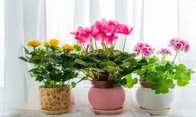 ۱۰ تا از زیباترین و مقاوم‌ترین گیاهان آپارتمانی گل‌دار