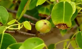 «درخت مرگ»؛ گیاهی که هیچ جانداری حق نزدیک شدن به آن را ندارد