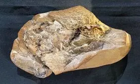 کشف قدیمی‌ترین قلب جهان