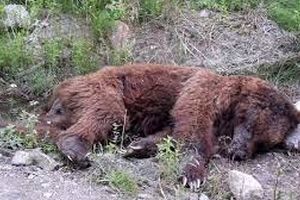 کشف لاشه یک قلاده خرس قهوه‌ای در کوهرنگ/ ویدئو