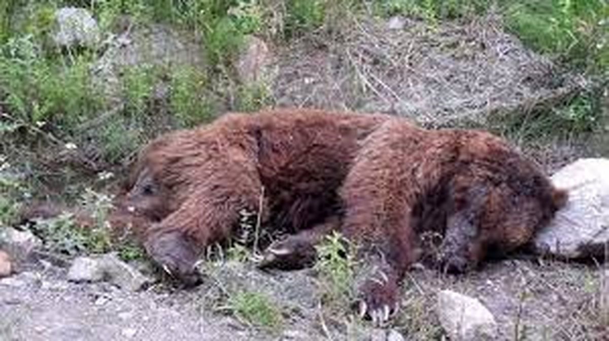 کشف لاشه یک قلاده خرس قهوه‌ای در کوهرنگ/ ویدئو