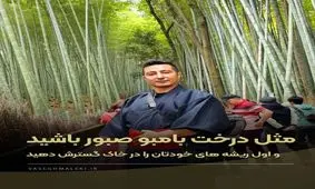 بامبو، درسی از صبر و استقامت در مسیر موفقیت

