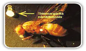 کشف بزرگ‌ترین باکتری جهان

