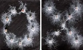 قارچ‌ها، بدون مغز و حافظه، قدرت تصمیم‌گیری دارند

