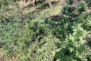 بازداشت یکی از عاملان قطع 70 درخت در بهشهر