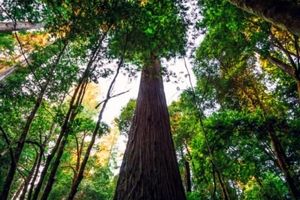 بازدید از بلندترین درخت زنده جهان ممنوع شد