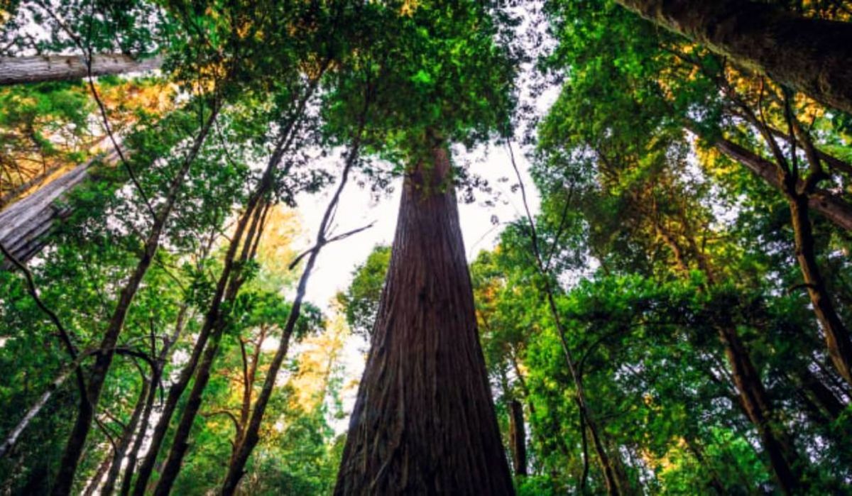 بازدید از بلندترین درخت زنده جهان ممنوع شد
