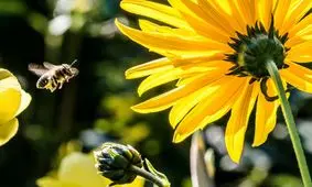 هوش مصنوعی منشاء باستانی رنگ‌ گل‌ها را افشا کرد

