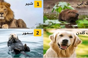 یک حیوان را انتخاب کنید تا بگوییم شما کی هستید؟